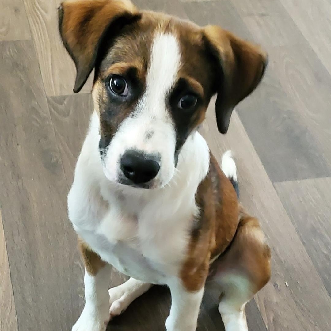 Zori, a Adoptable mixed breed in Colonial Heights, VA image 3/4