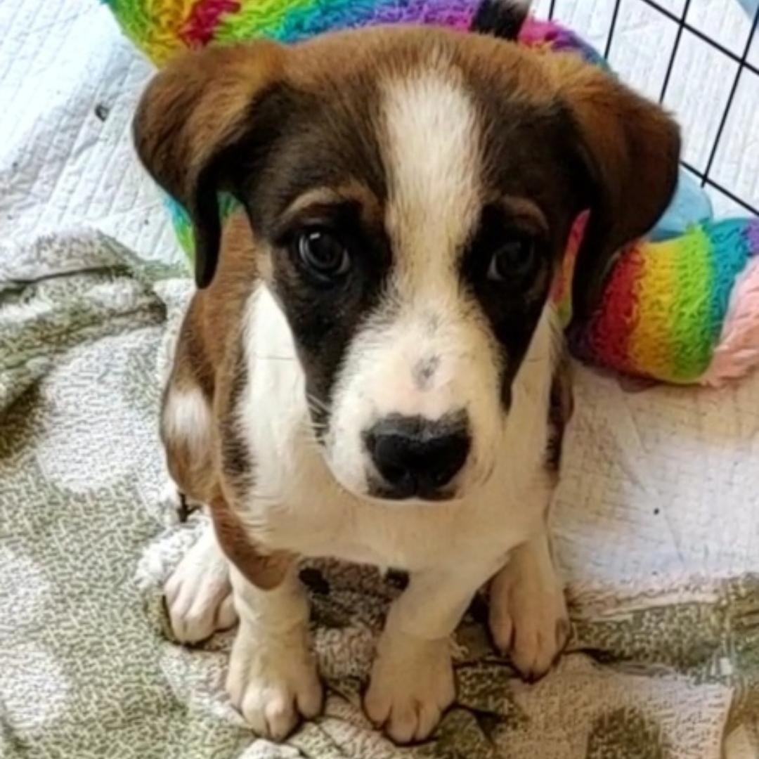 Zori, Adoptable, Puppy Female Boxer & Hound.