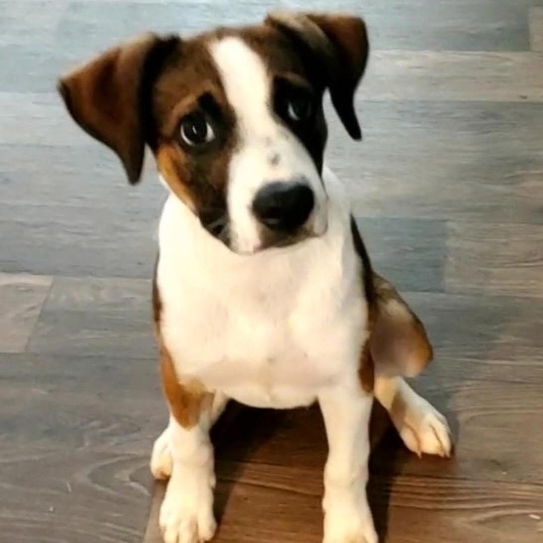 Zori, a Adoptable mixed breed in Colonial Heights, VA image 1/4