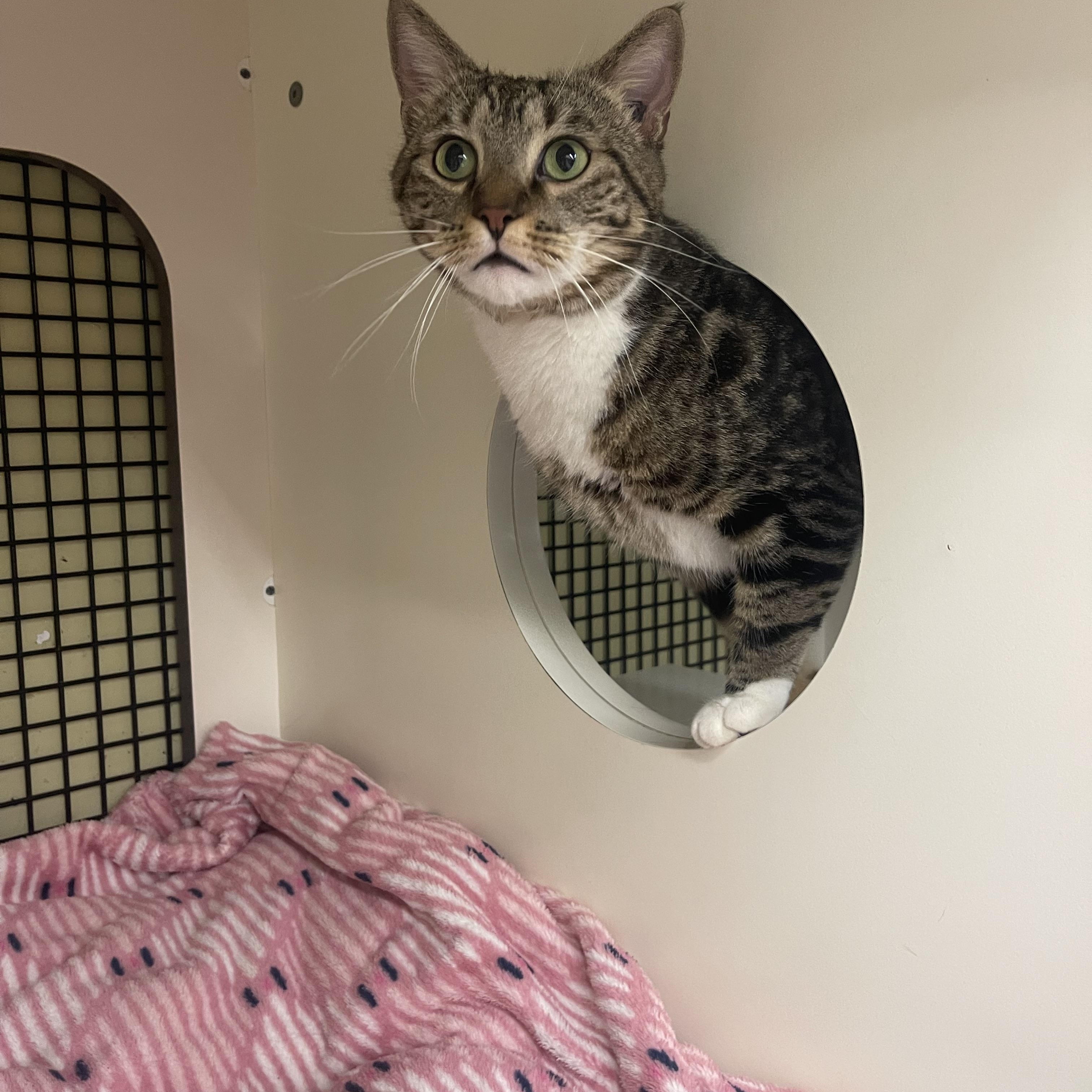 Beans, an adopted Domestic Short Hair in North East, MD image 3/4