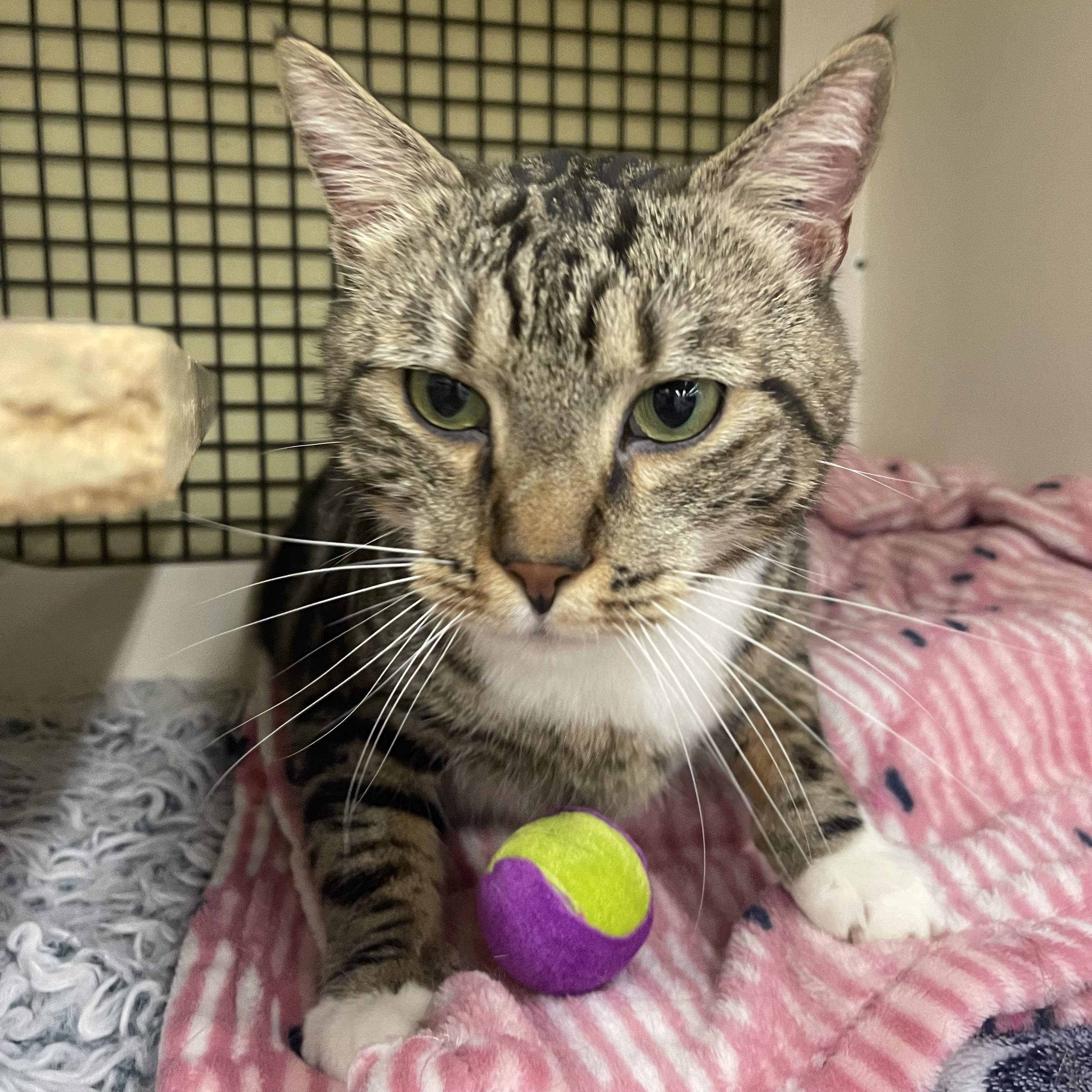 Beans, adopted, Adult Male Domestic Short Hair.
