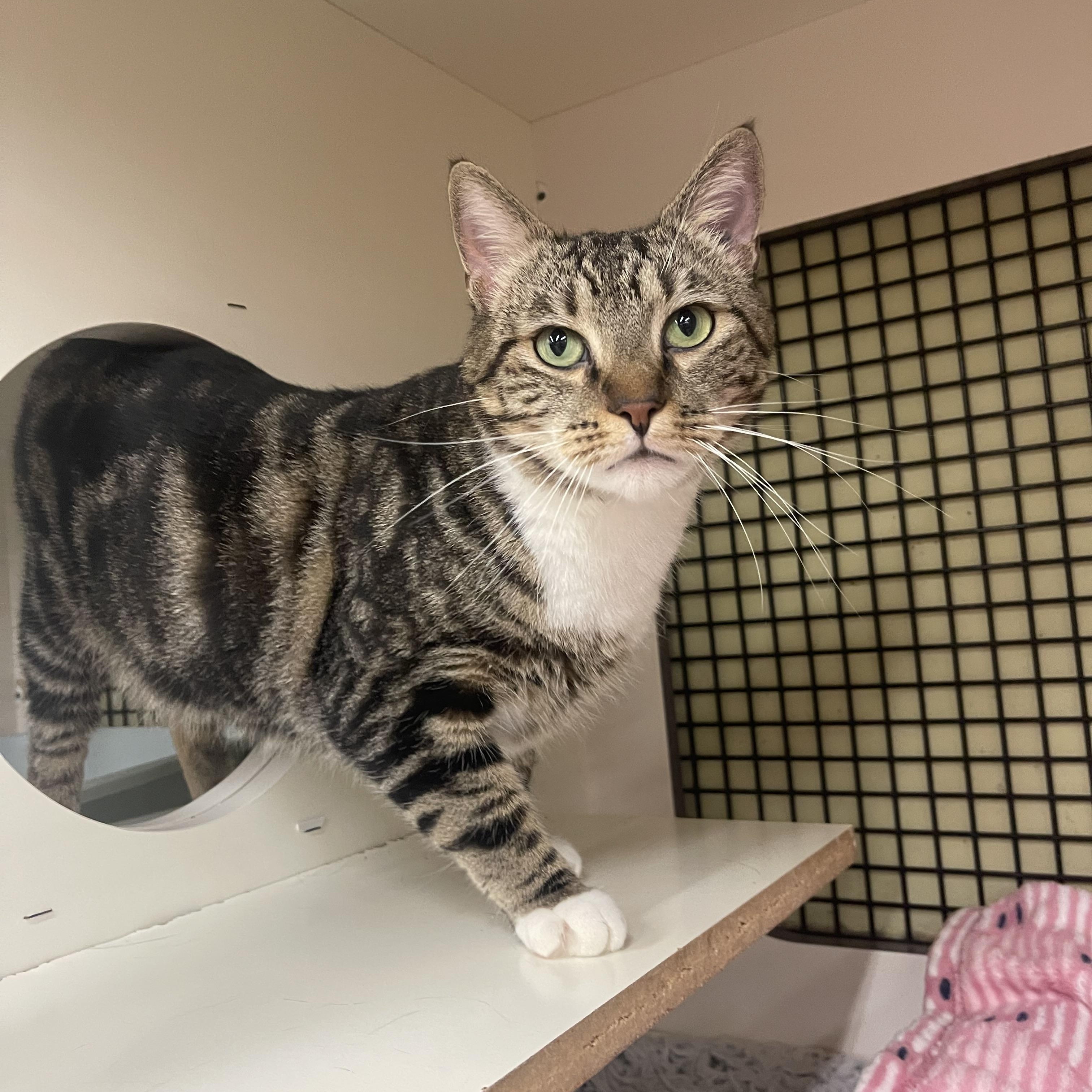 Beans, an adopted Domestic Short Hair in North East, MD image 2/4
