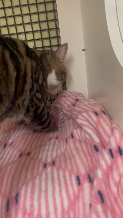 Enlarge Beans, an adopted Domestic Short Hair in North East, MD video 4/4
