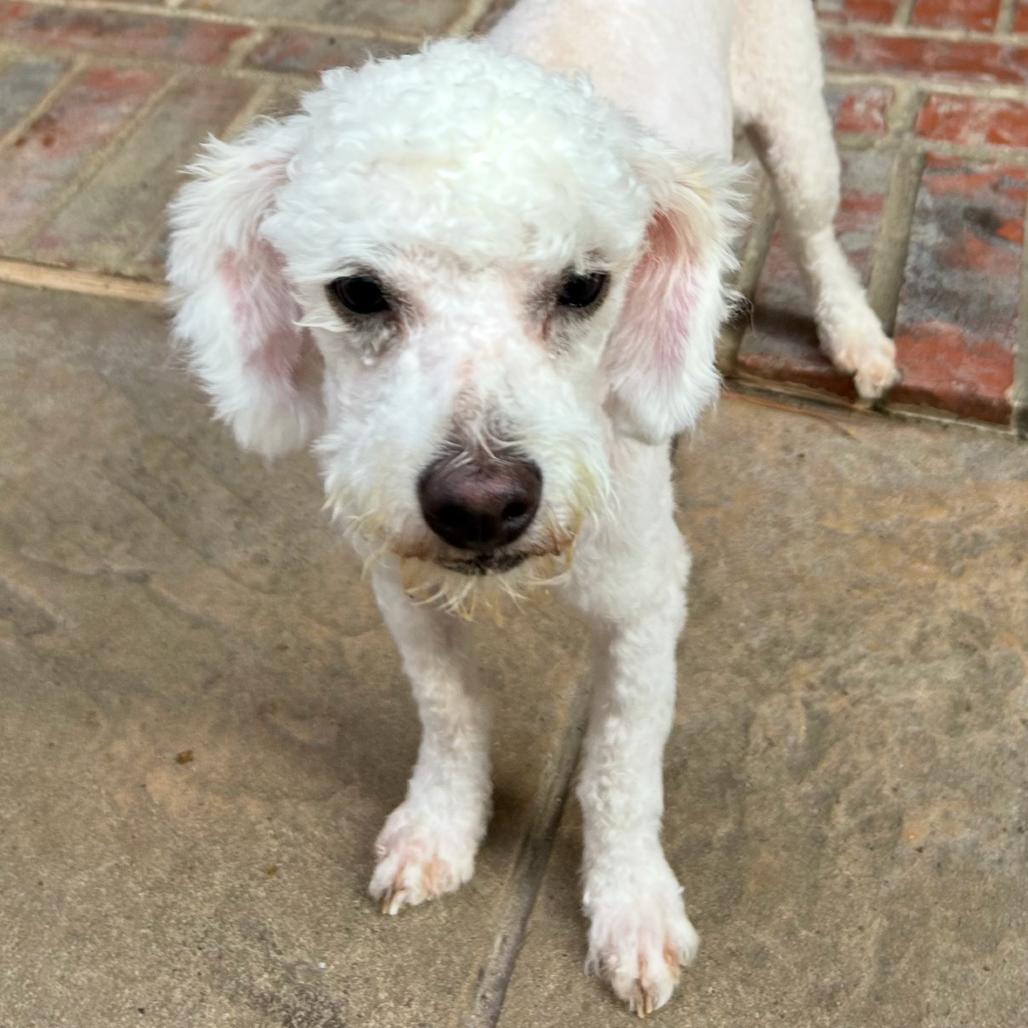 Jake Leon, a Adoptable Poodle in Houston, TX image 2/3