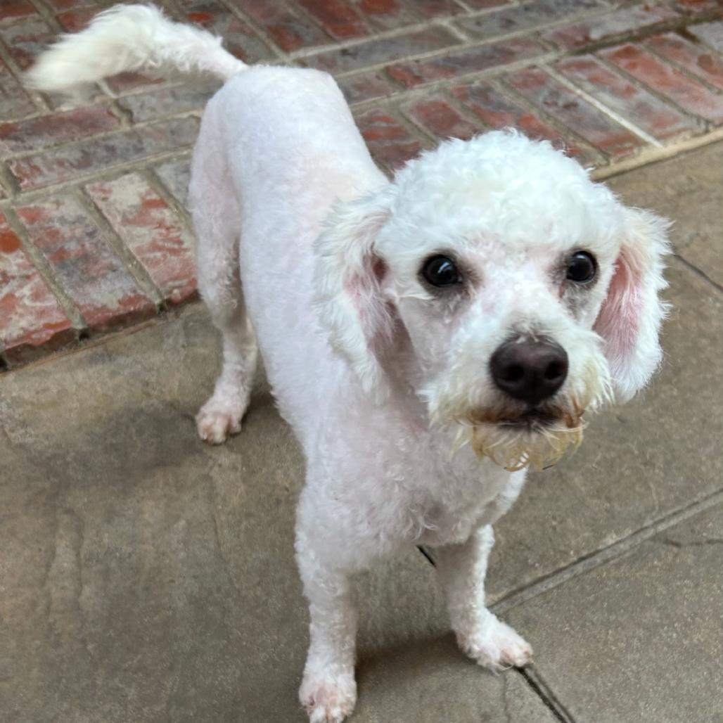 Jake Leon, Adoptable, Adult Male Poodle.