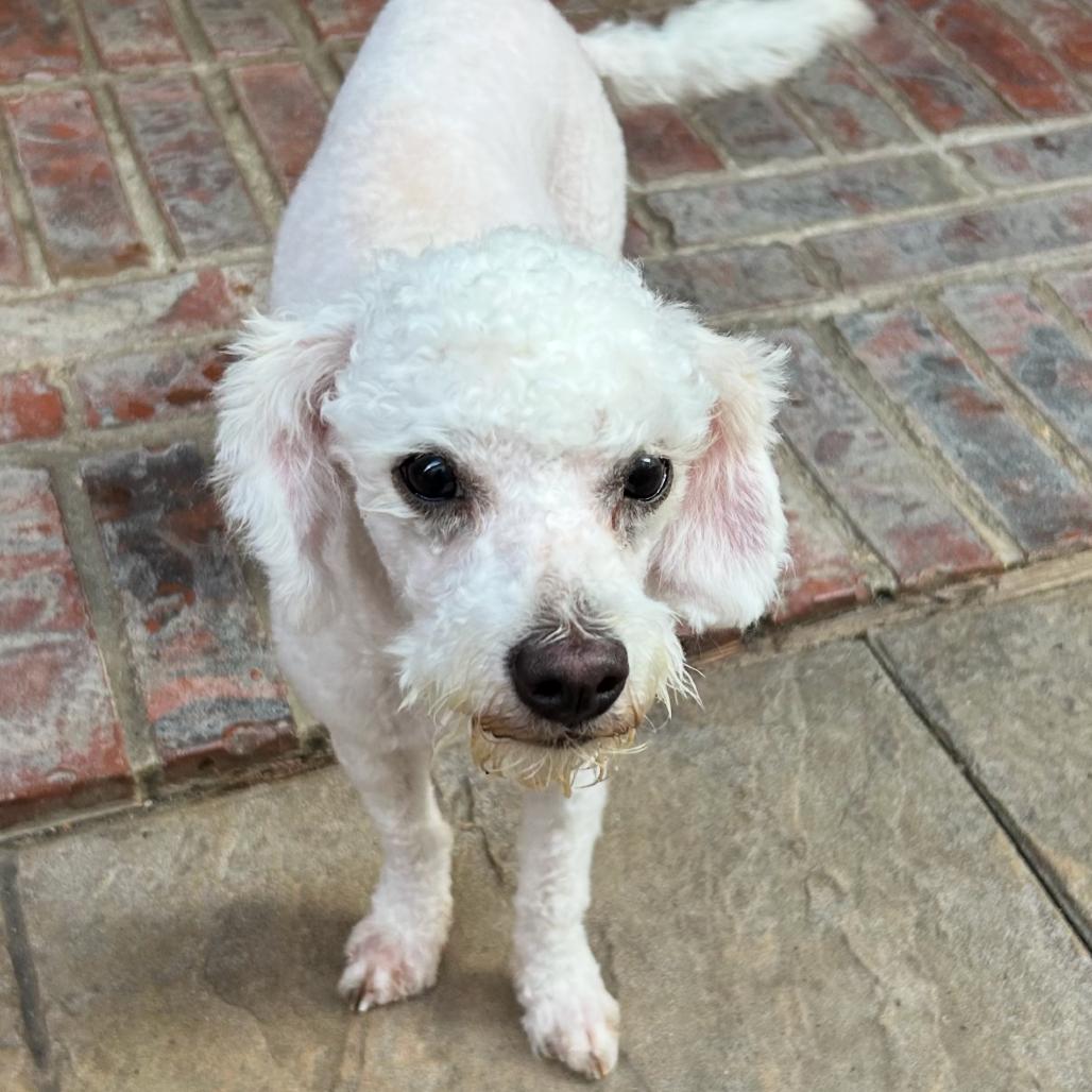 Jake Leon, a Adoptable Poodle in Houston, TX image 3/3