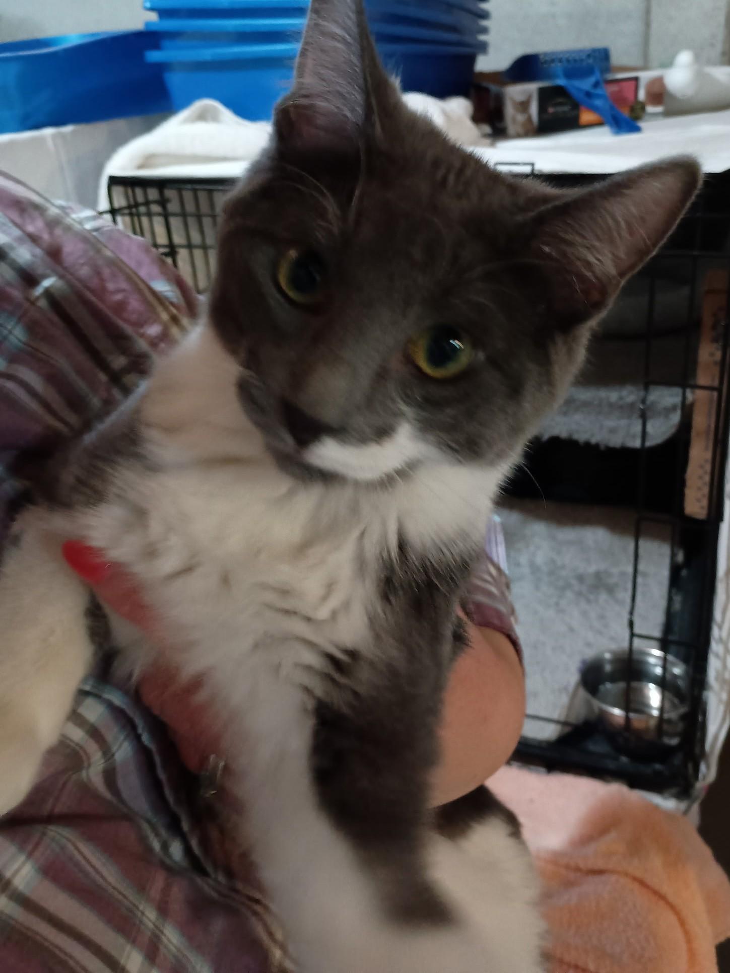 Oyster25, a Adoptable Domestic Short Hair in Milwaukee, WI image 1/2