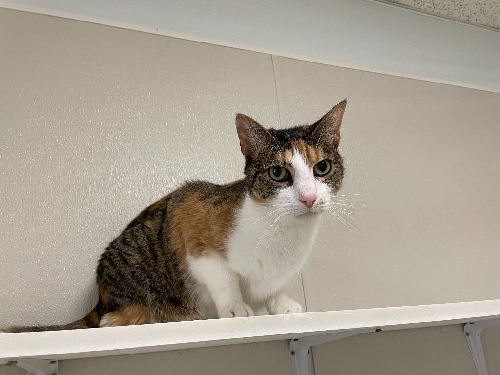 Enlarge Becky, a Adoptable mixed breed in Raleigh, NC image 1/1