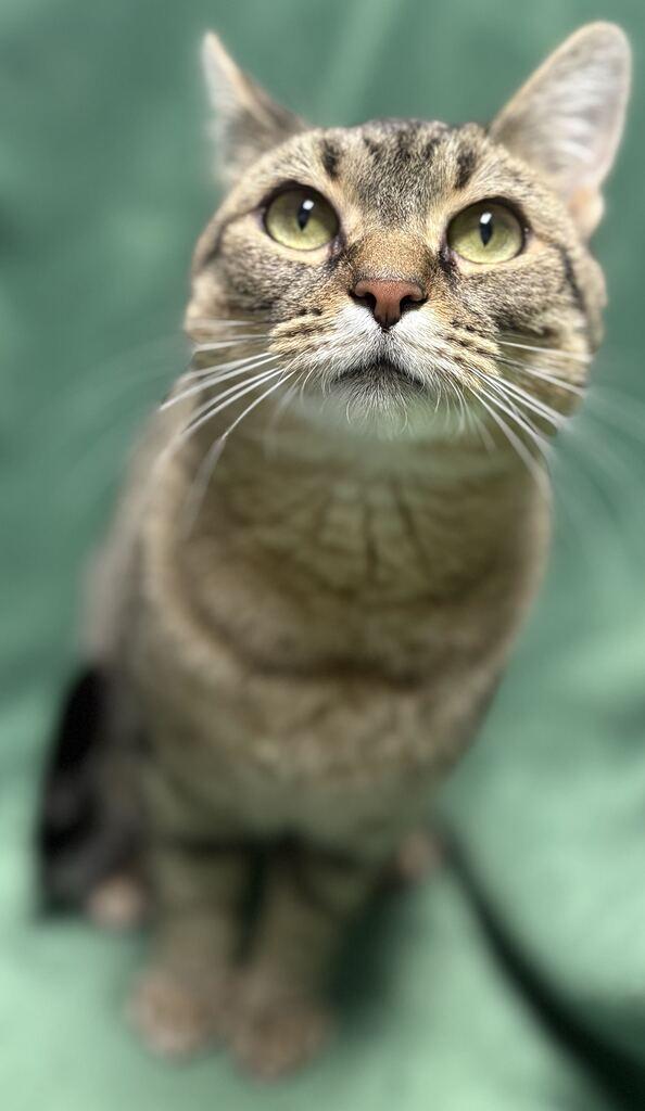 Enlarge Minnie, a Adoptable American Shorthair in Jackson, MI image 4/6