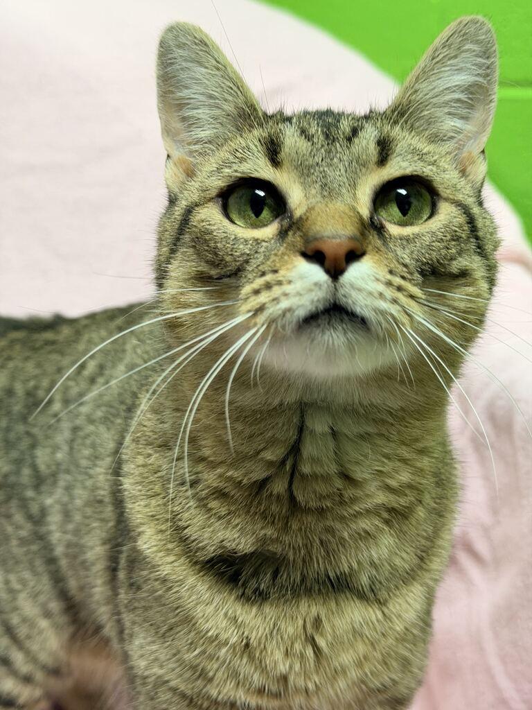 Enlarge Minnie, a Adoptable American Shorthair in Jackson, MI image 3/6