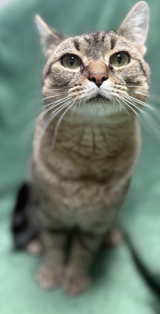 Enlarge Minnie, a Adoptable American Shorthair in Jackson, MI image 6/6