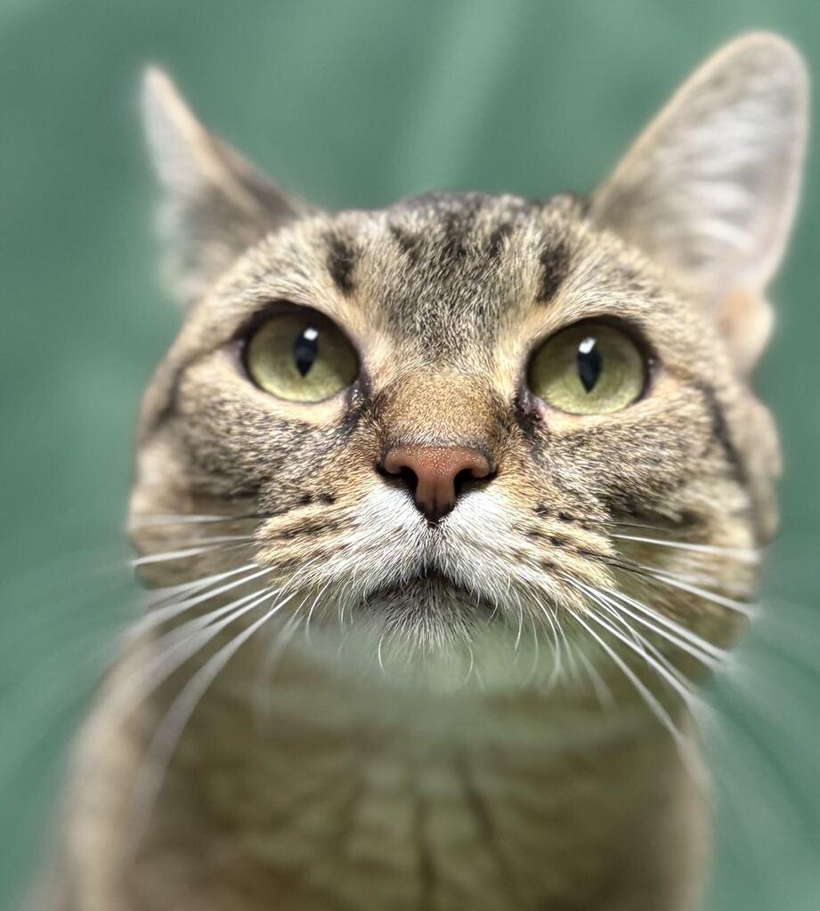 Enlarge Minnie, a Adoptable American Shorthair in Jackson, MI image 1/6