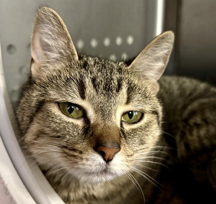 Enlarge Minnie, a ADOPTABLE American Shorthair in Jackson, MI image 3/3