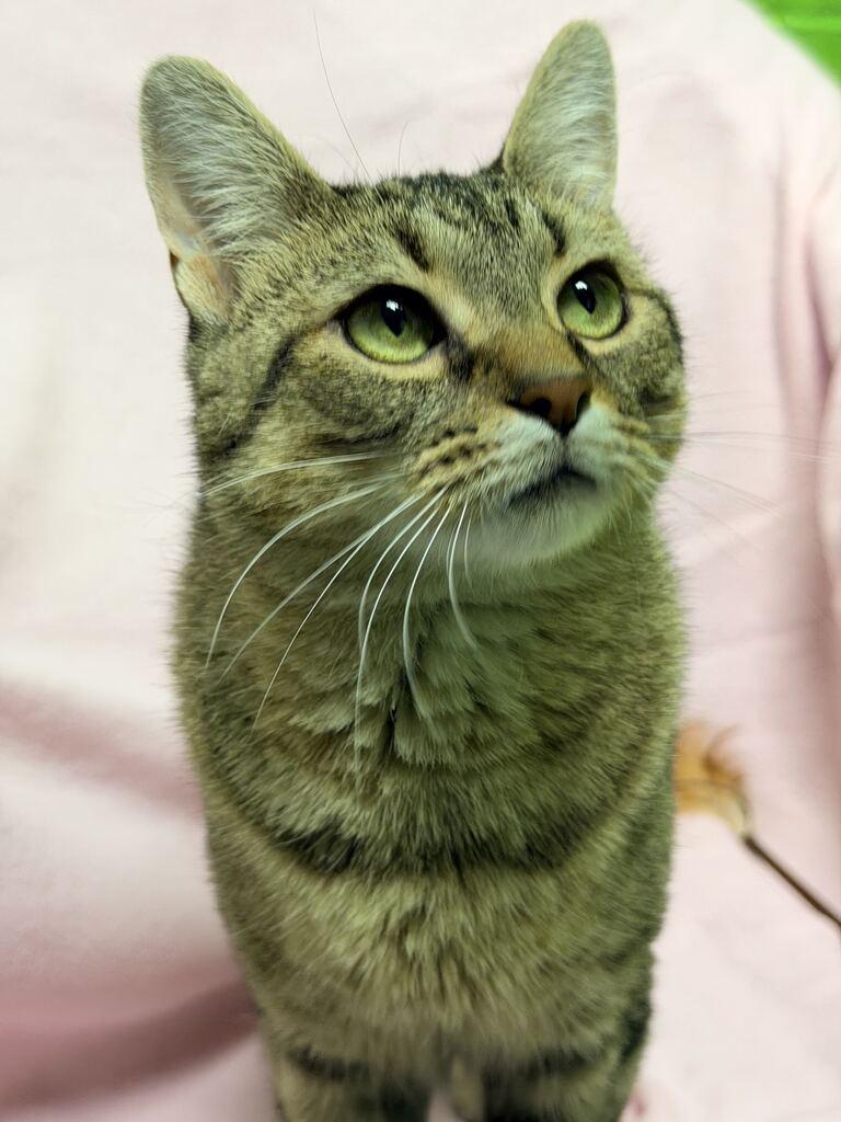 Enlarge Minnie, a Adoptable American Shorthair in Jackson, MI image 5/6