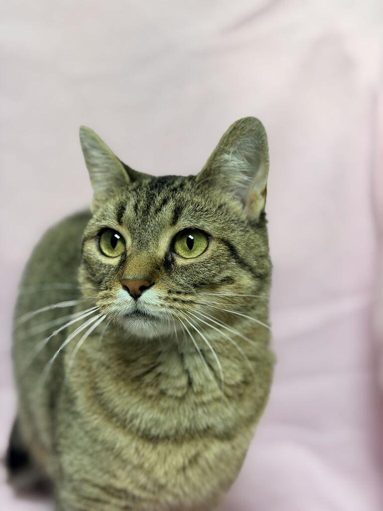 Enlarge Minnie, a Adoptable American Shorthair in Jackson, MI image 2/6