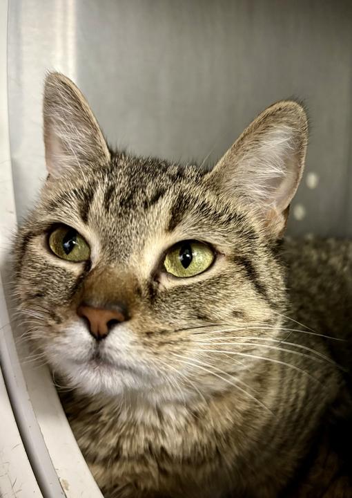 Enlarge Minnie, a ADOPTABLE American Shorthair in Jackson, MI image 2/3