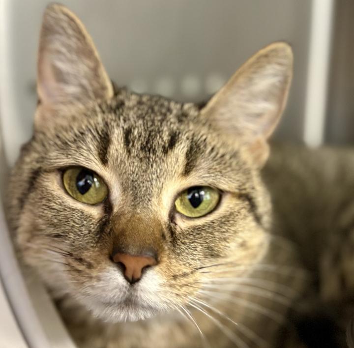 Minnie, ADOPTABLE, Young Female American Shorthair.