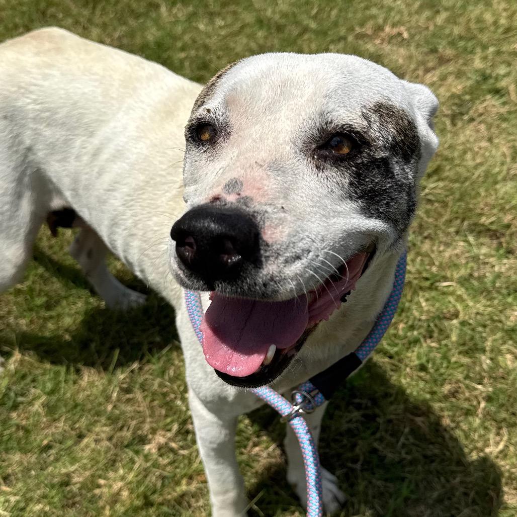 Snow, Adoptable, Adult Female Pit Bull Terrier & Mixed Breed.