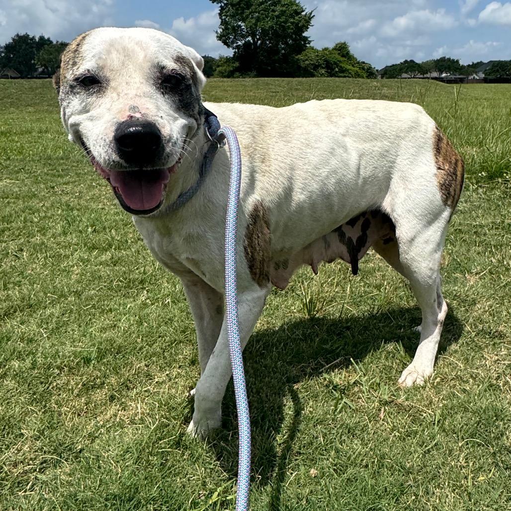 Snow, a Adoptable mixed breed in League City, TX image 2/6