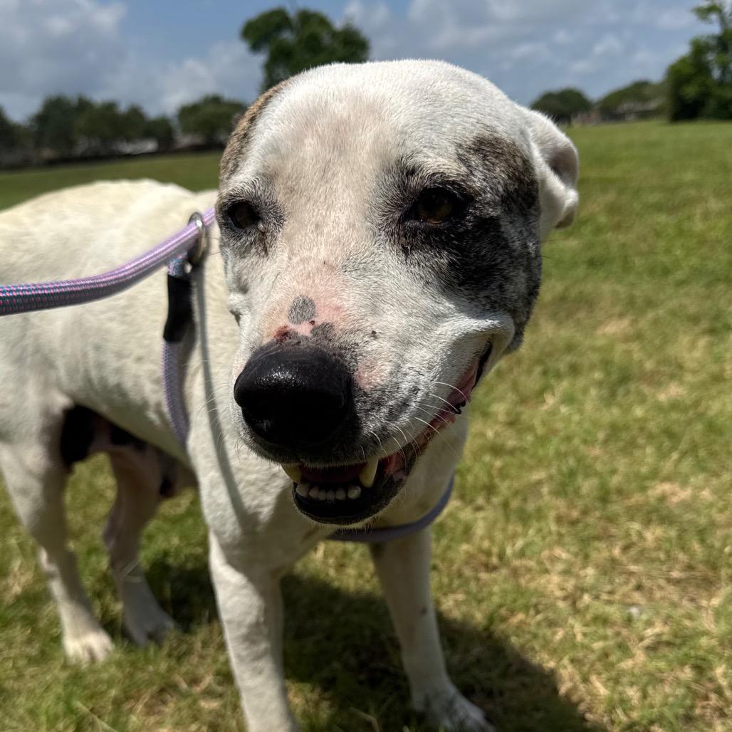 Snow, a Adoptable mixed breed in League City, TX image 4/6