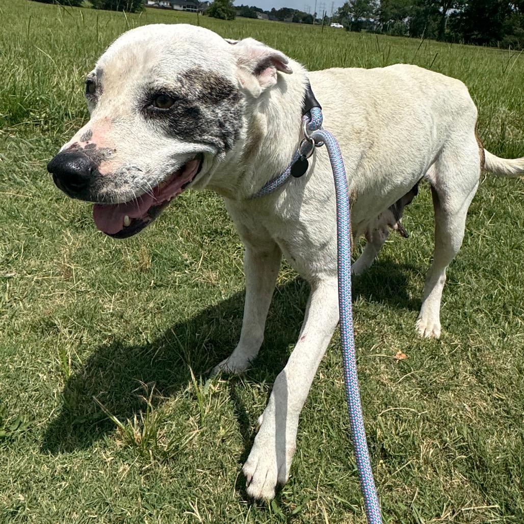 Snow, a Adoptable mixed breed in League City, TX image 5/6