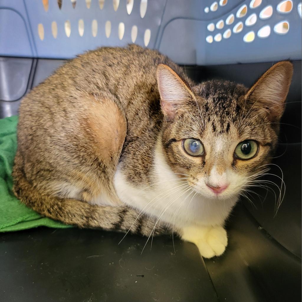 Mae West, Adoptable, Adult Female Domestic Short Hair.