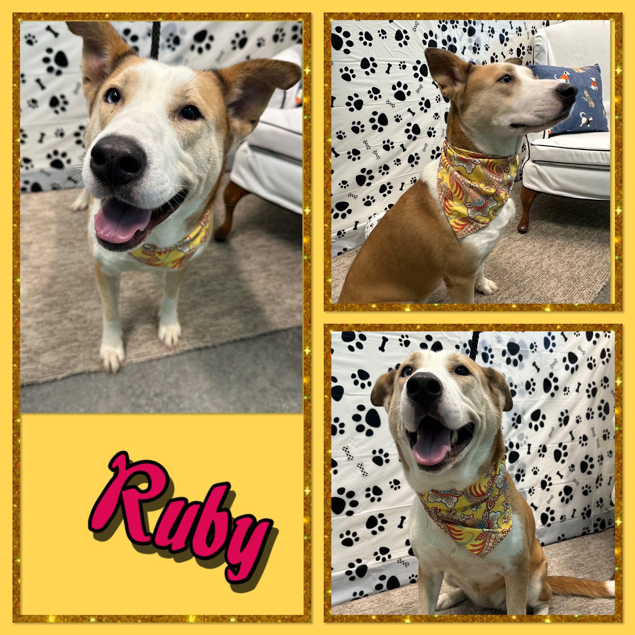 Ruby, Adoptable, Adult Female Retriever & Great Pyrenees.