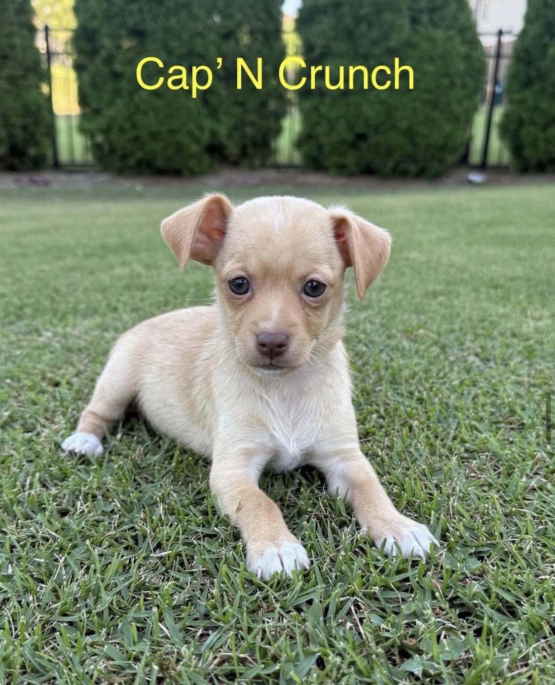 Cap N Crunch, Adopted, Puppy Male Chihuahua & Pomeranian.