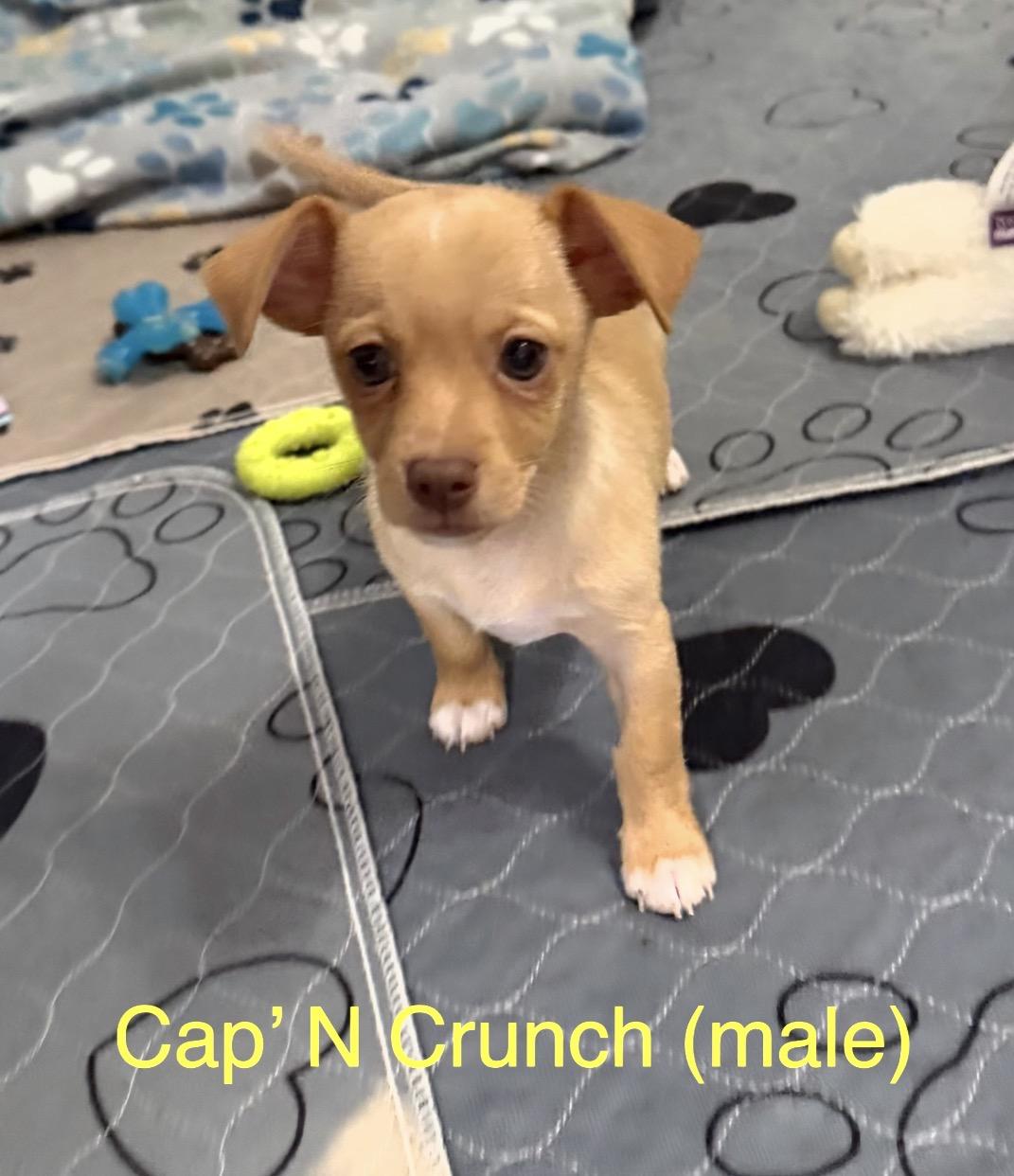 Enlarge Cap N Crunch, a Adopted mixed breed in Kings Mountain, NC image 2/3