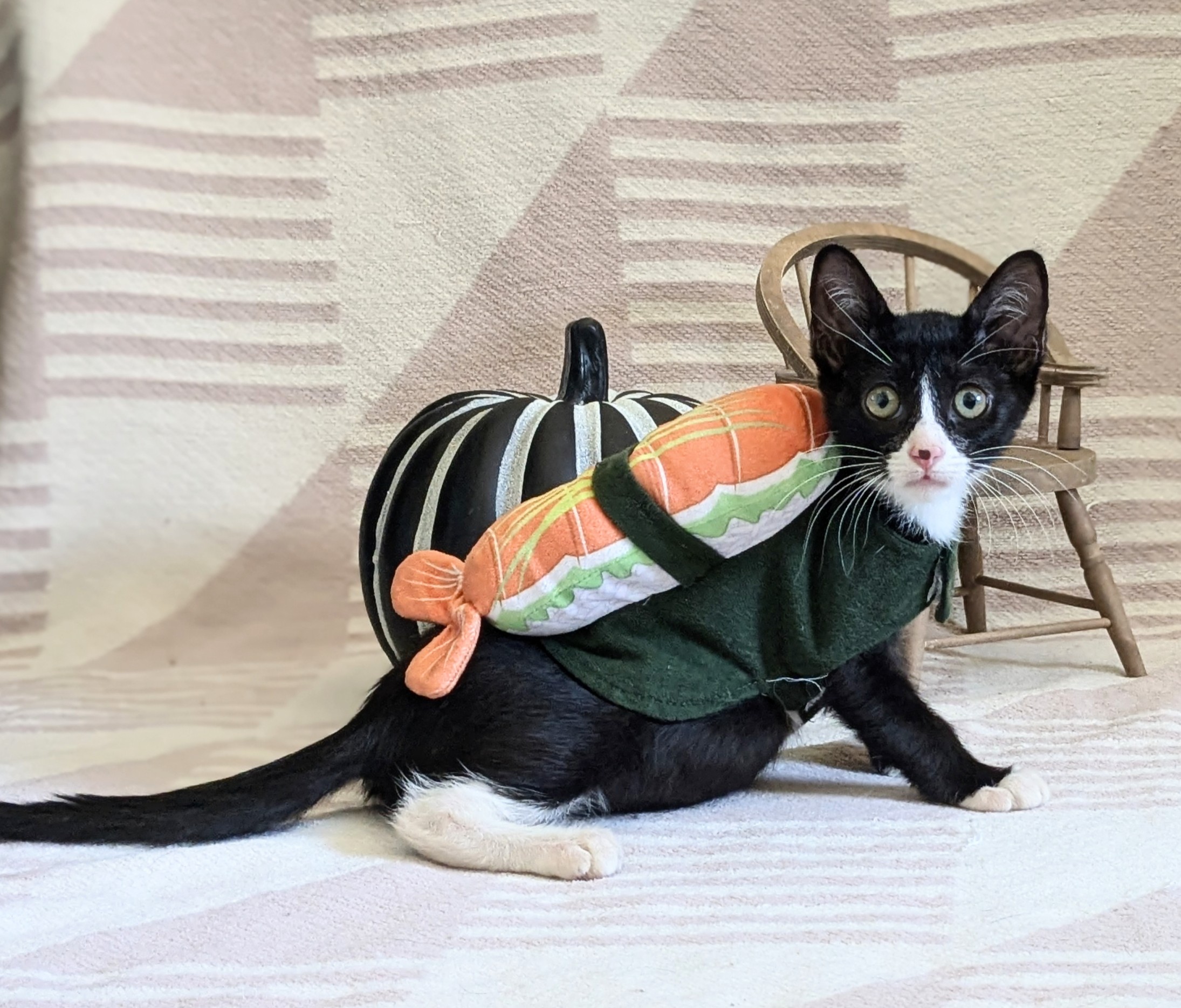 Cat for adoption Dracula, a Domestic Short Hair in Louisville, KY