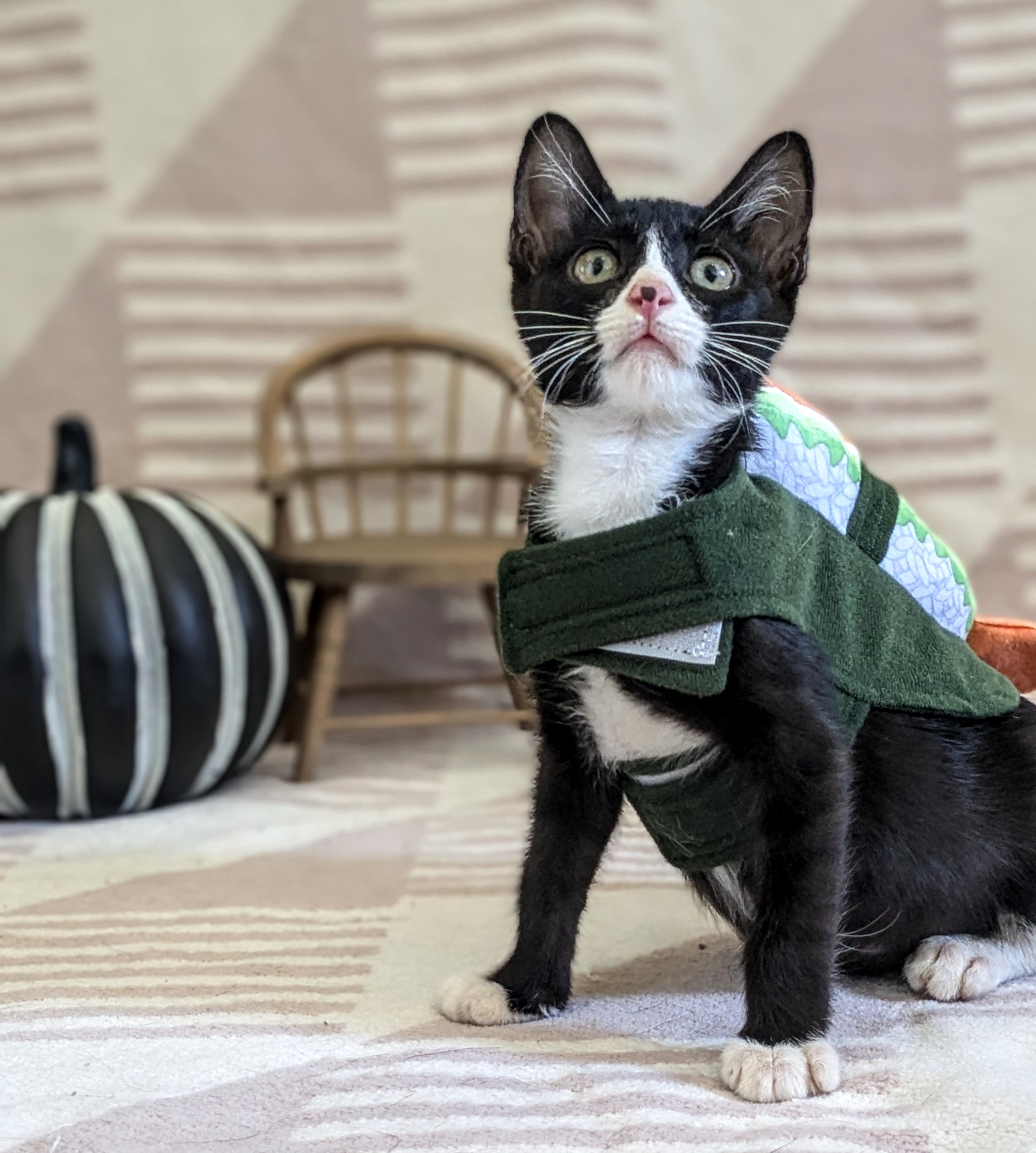 Cat for adoption Dracula, a Domestic Short Hair in Louisville, KY