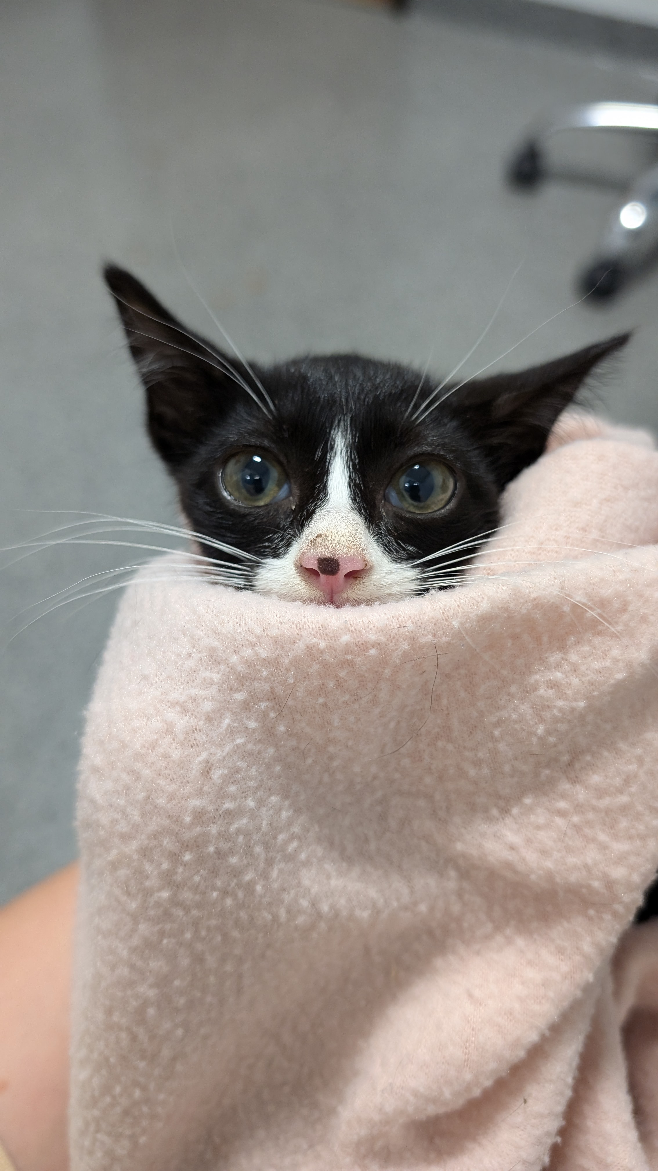 Cat for adoption Dracula, a Domestic Short Hair in Louisville, KY