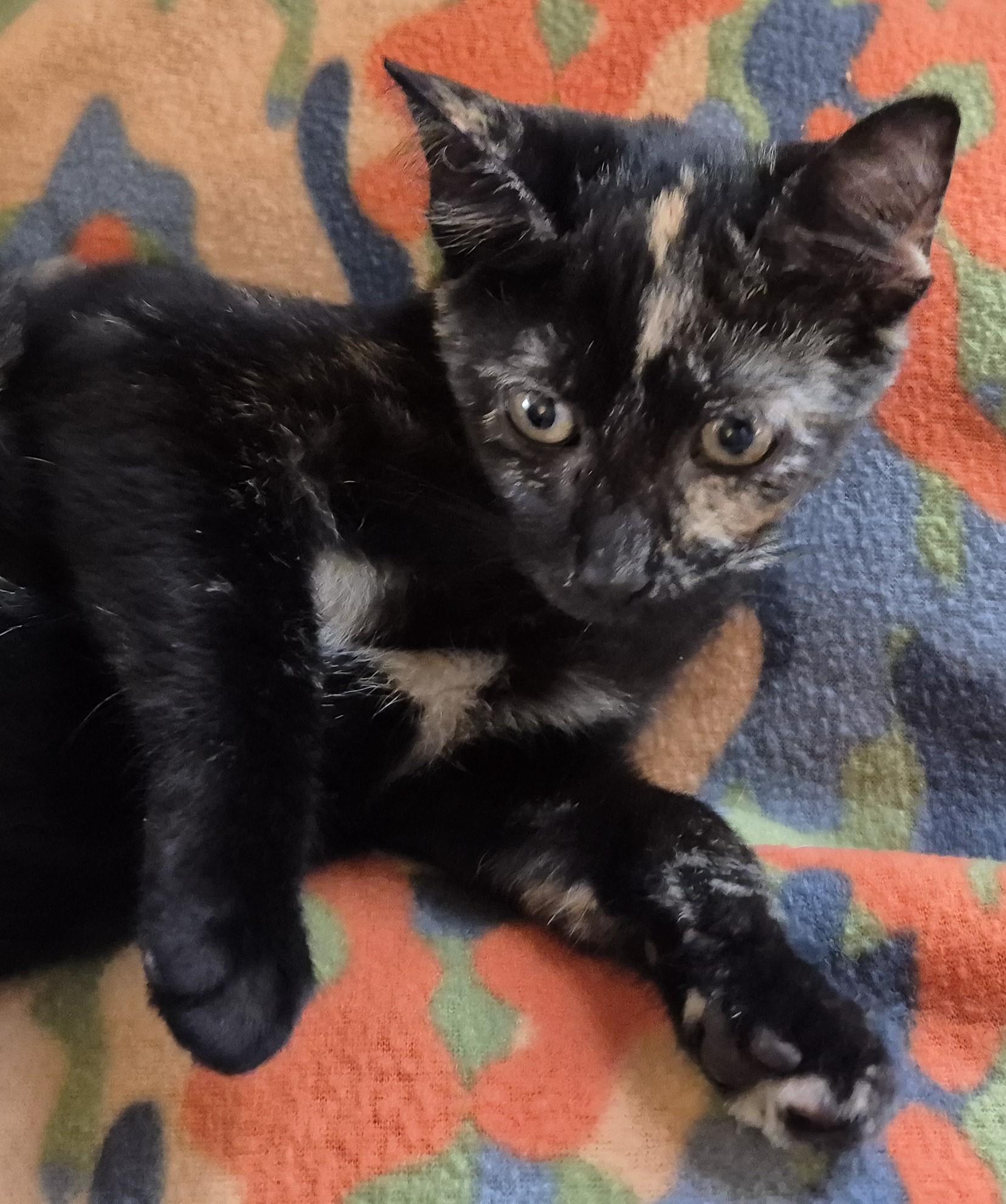 Enlarge FLAMINGO, a Adopted Domestic Short Hair in Highland Park, NJ image 4/4