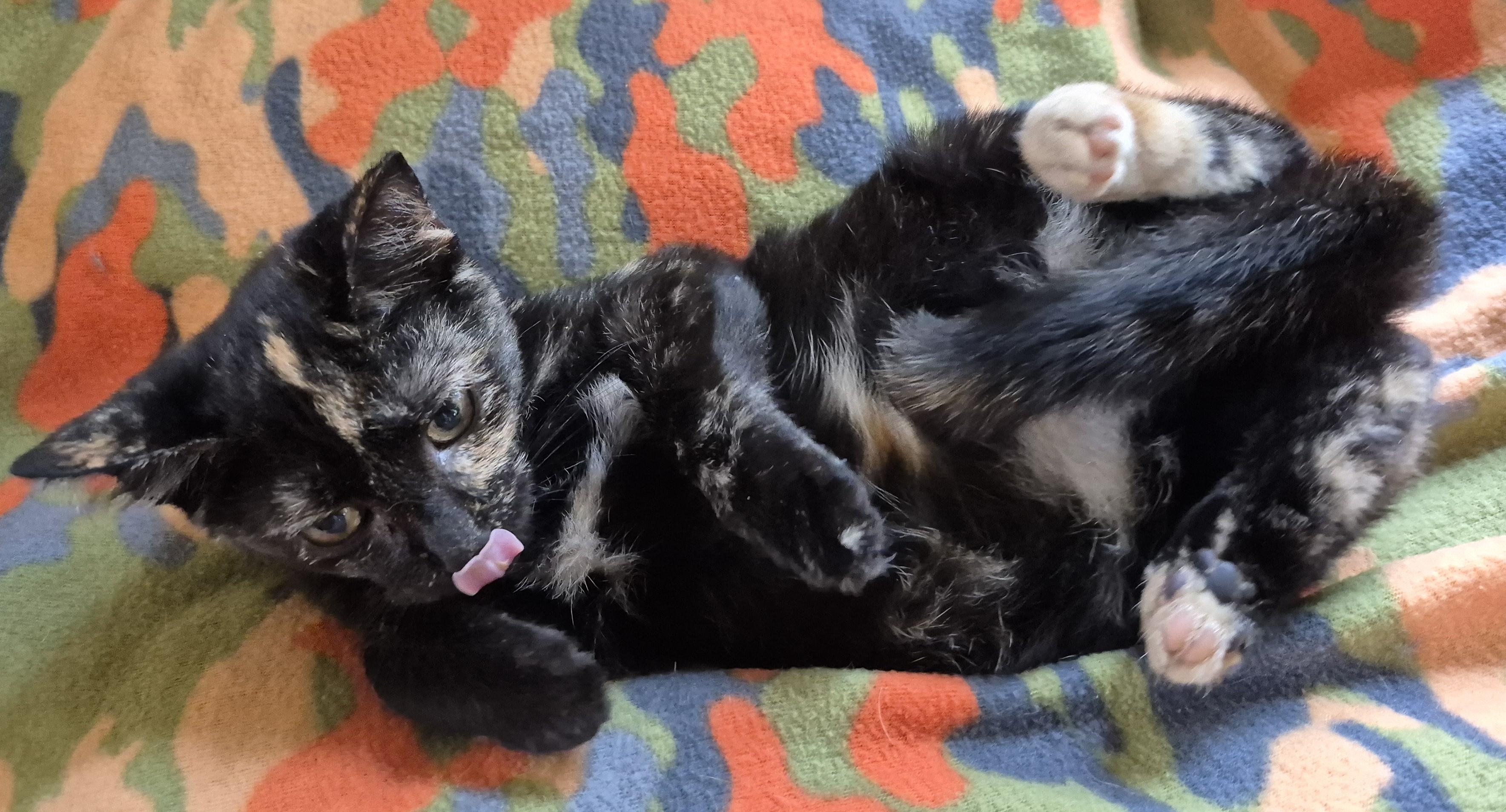 Enlarge FLAMINGO, a Adopted Domestic Short Hair in Highland Park, NJ image 3/4