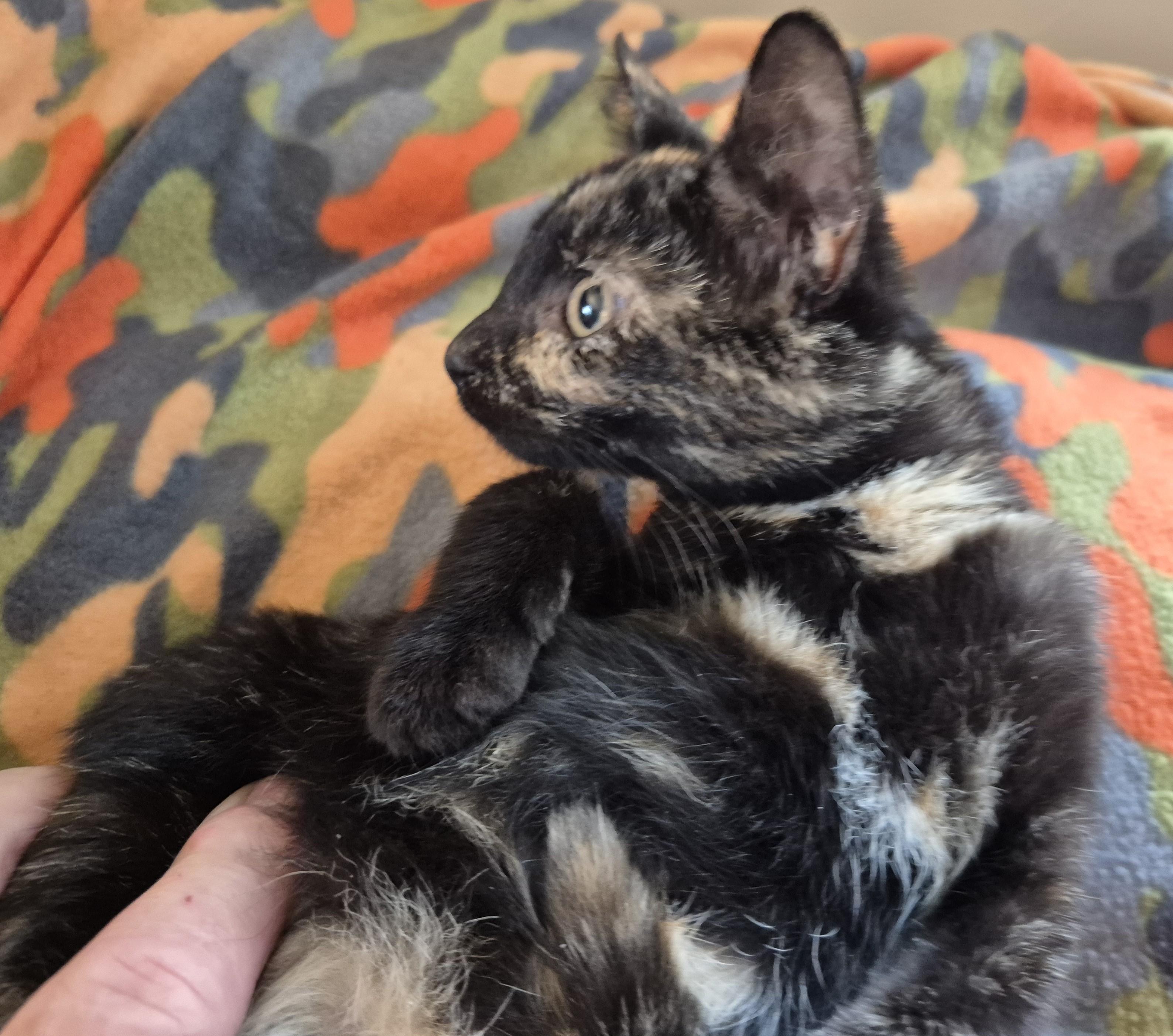 Enlarge FLAMINGO, a Adopted Domestic Short Hair in Highland Park, NJ image 2/4