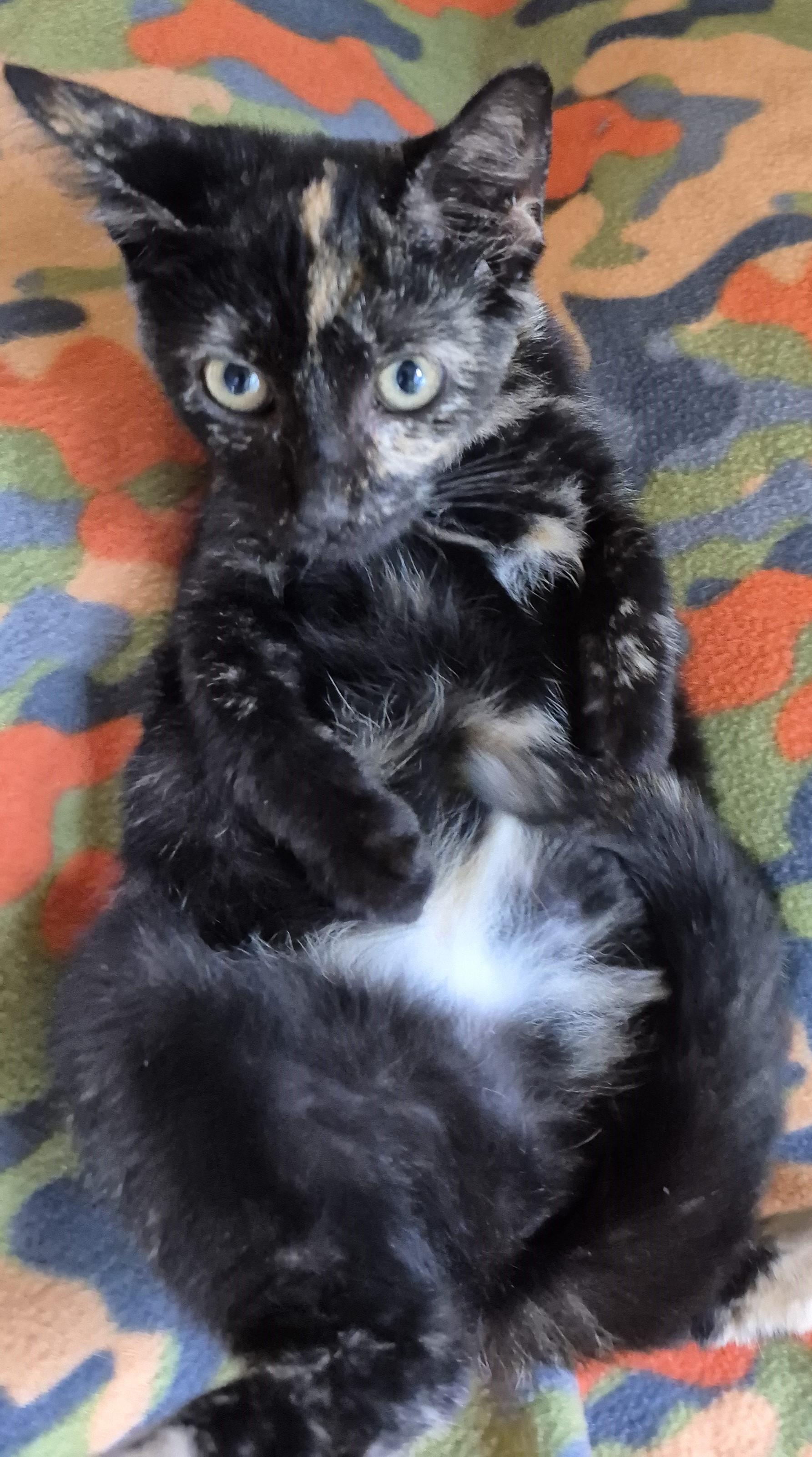 FLAMINGO, Adopted, Kitten Female Domestic Short Hair.