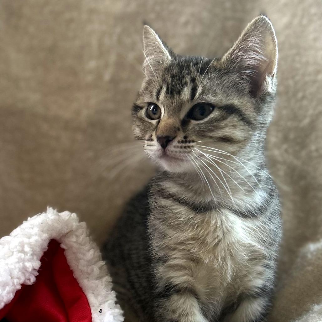 Sweet Pea, Adoptable, Kitten Female Domestic Short Hair.