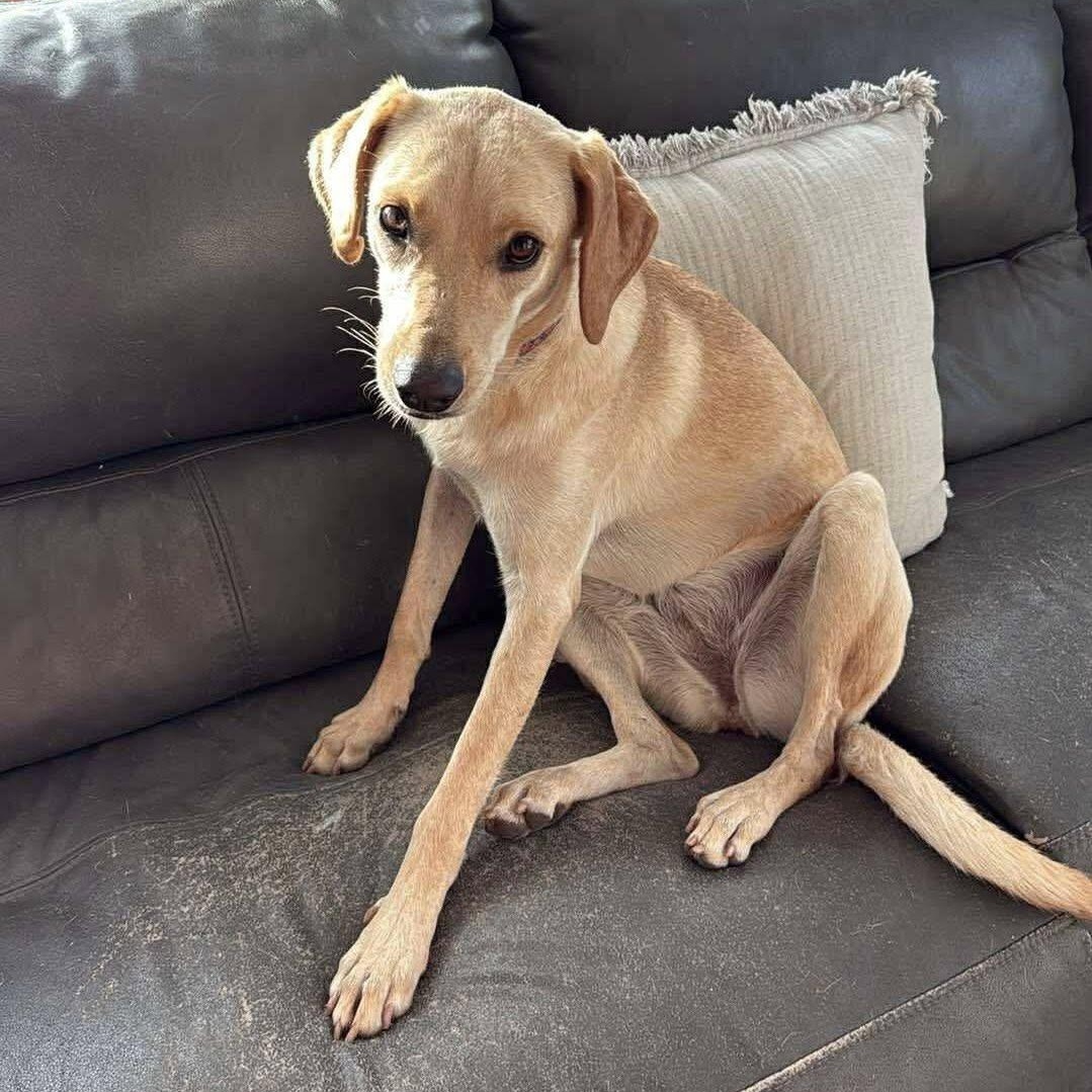 Pina, Young Female Yellow Labrador Retriever