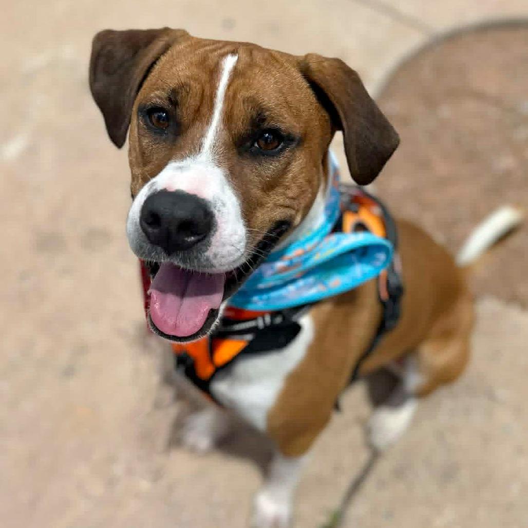 Enlarge Jett (D24-381), a Adoptable mixed breed in Peyton, CO image 1/6