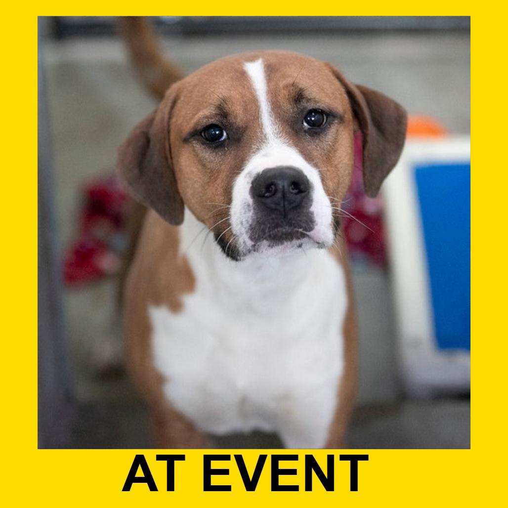 Enlarge Jett (D24-381), a Adoptable mixed breed in Peyton, CO image 2/6