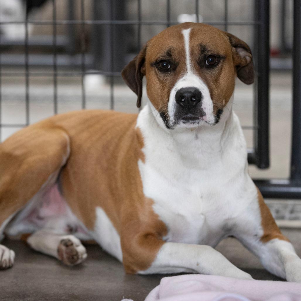 Enlarge Jett (D24-381), a Adoptable mixed breed in Peyton, CO image 3/6
