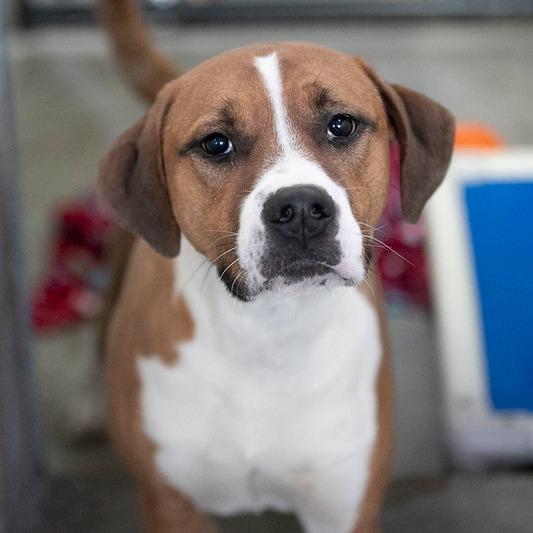 Enlarge Jett (D24-381), a Adoptable mixed breed in Peyton, CO image 4/6