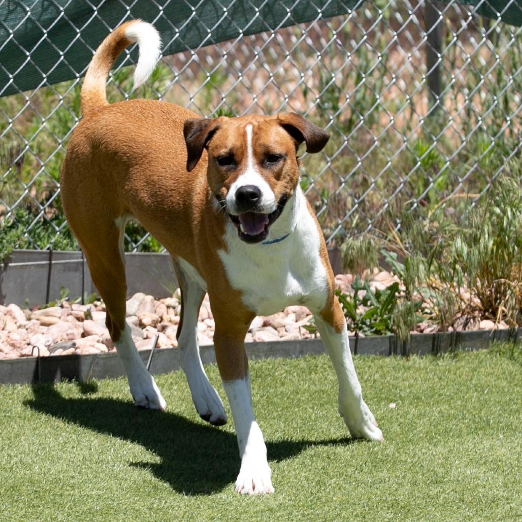 Enlarge Jett (D24-381), a Adoptable mixed breed in Peyton, CO image 5/6