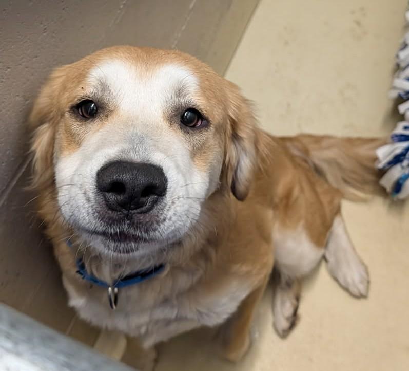 Bear, adopted, Adult Male Yellow Labrador Retriever.