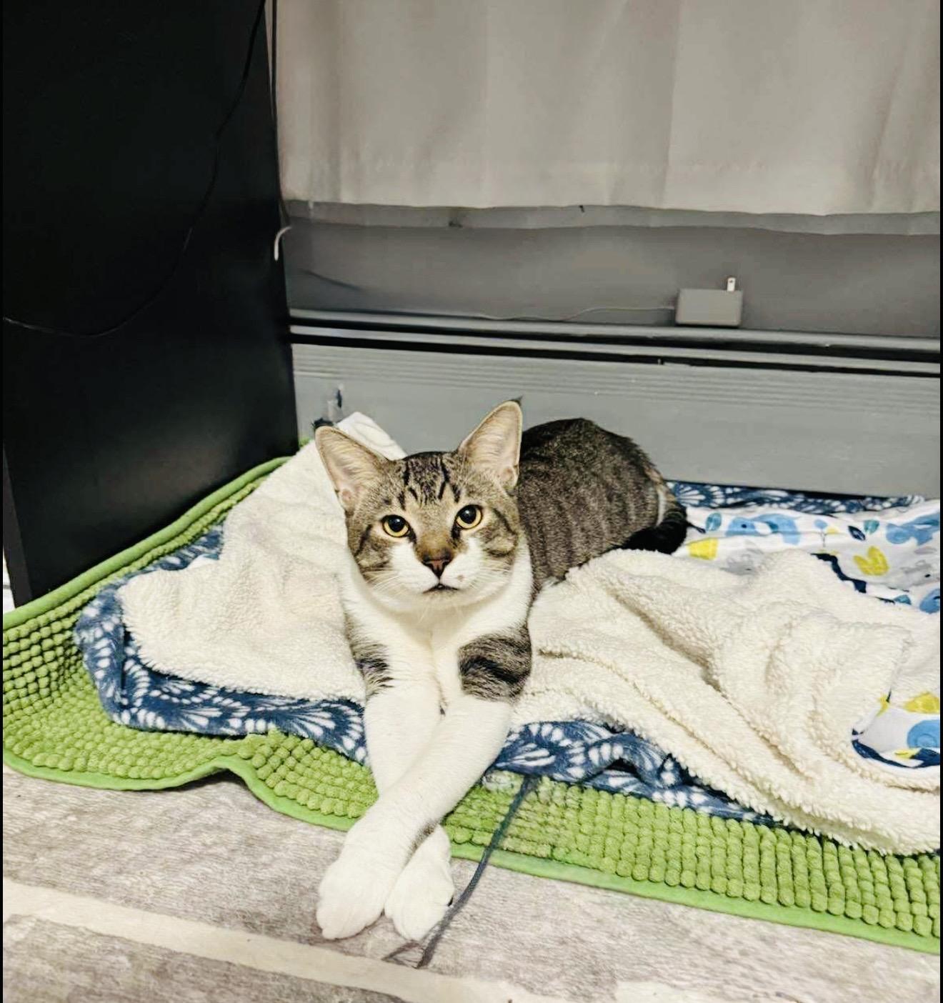 Enlarge Valeriy, an adopted American Shorthair in Brooklyn , NY image 3/6