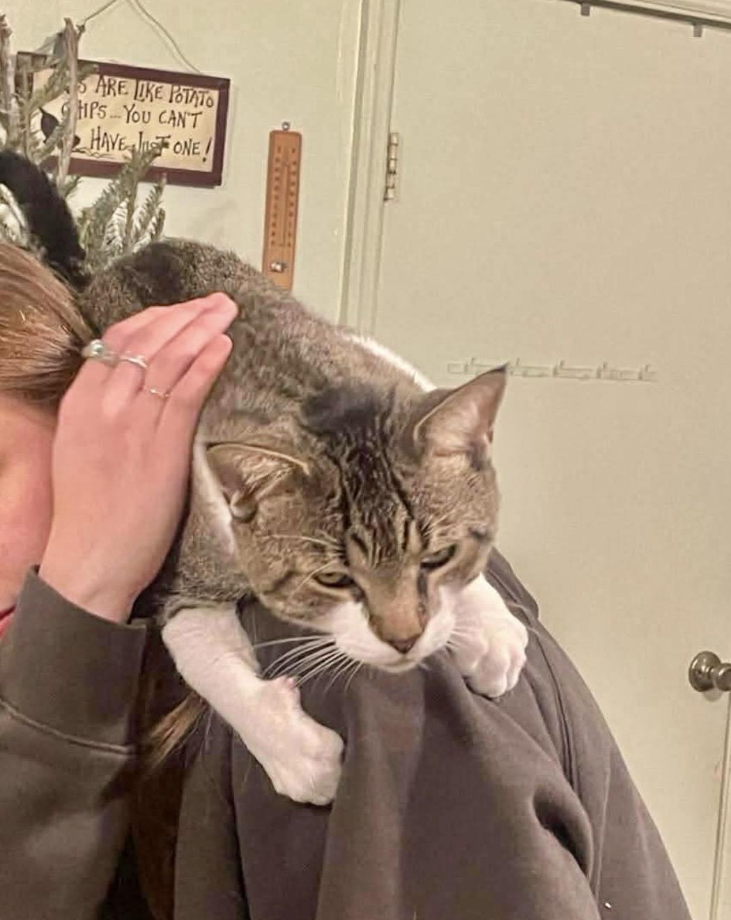 Enlarge Valeriy, an adopted American Shorthair in Brooklyn , NY image 6/6