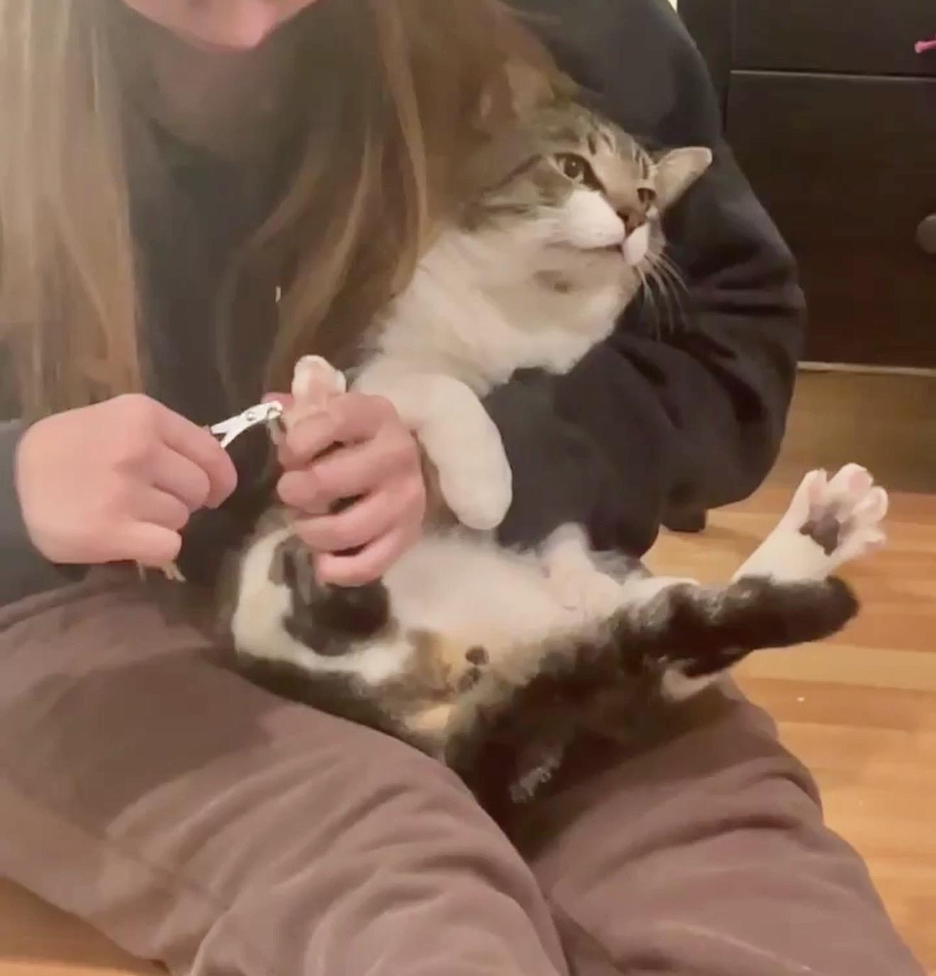 Enlarge Valeriy, an adopted American Shorthair in Brooklyn , NY image 2/6