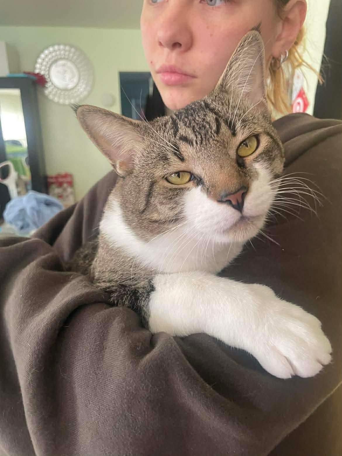 Valeriy, Adoptable, Adult Male American Shorthair.