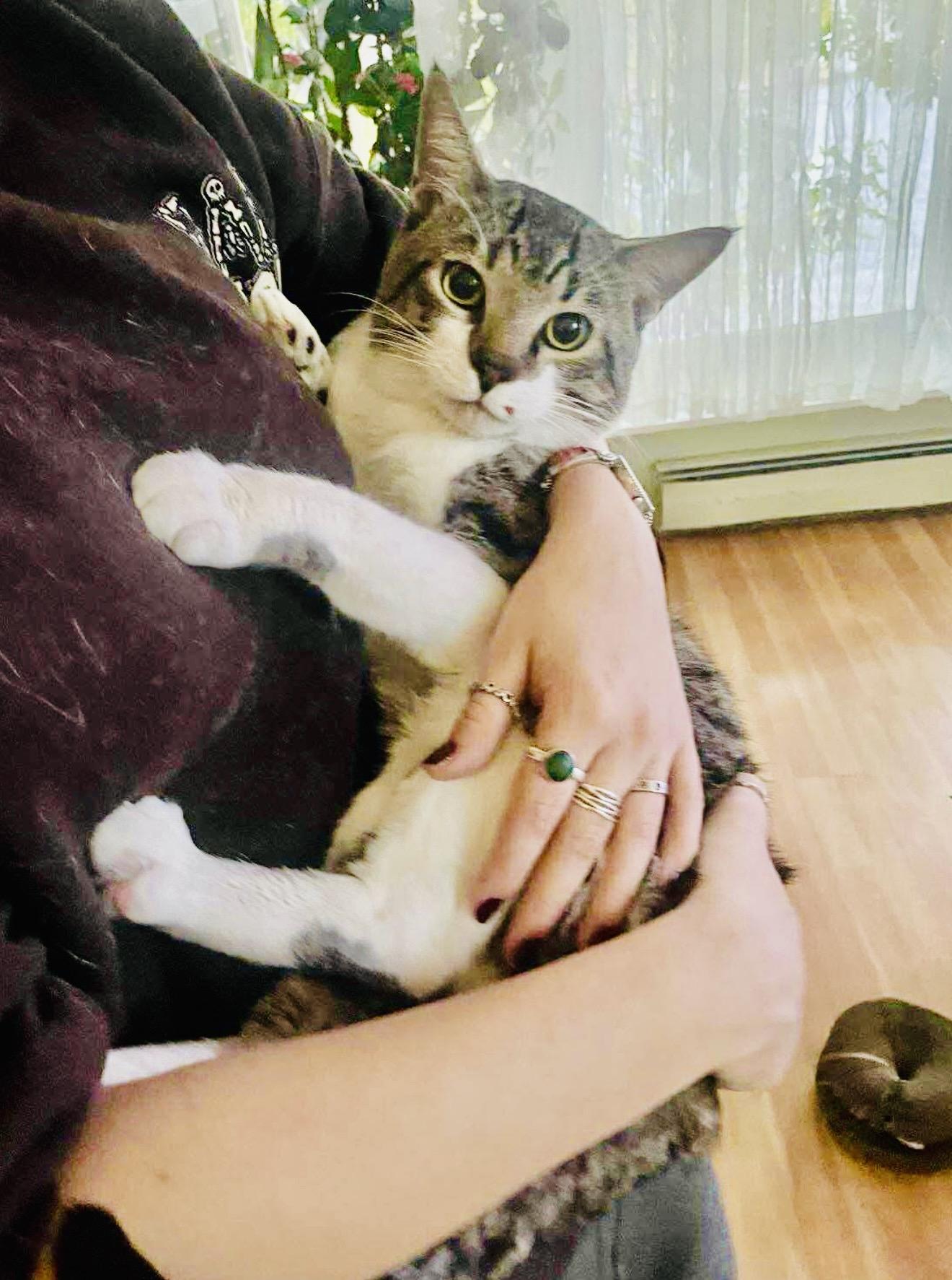 Enlarge Valeriy, an adopted American Shorthair in Brooklyn , NY image 5/6