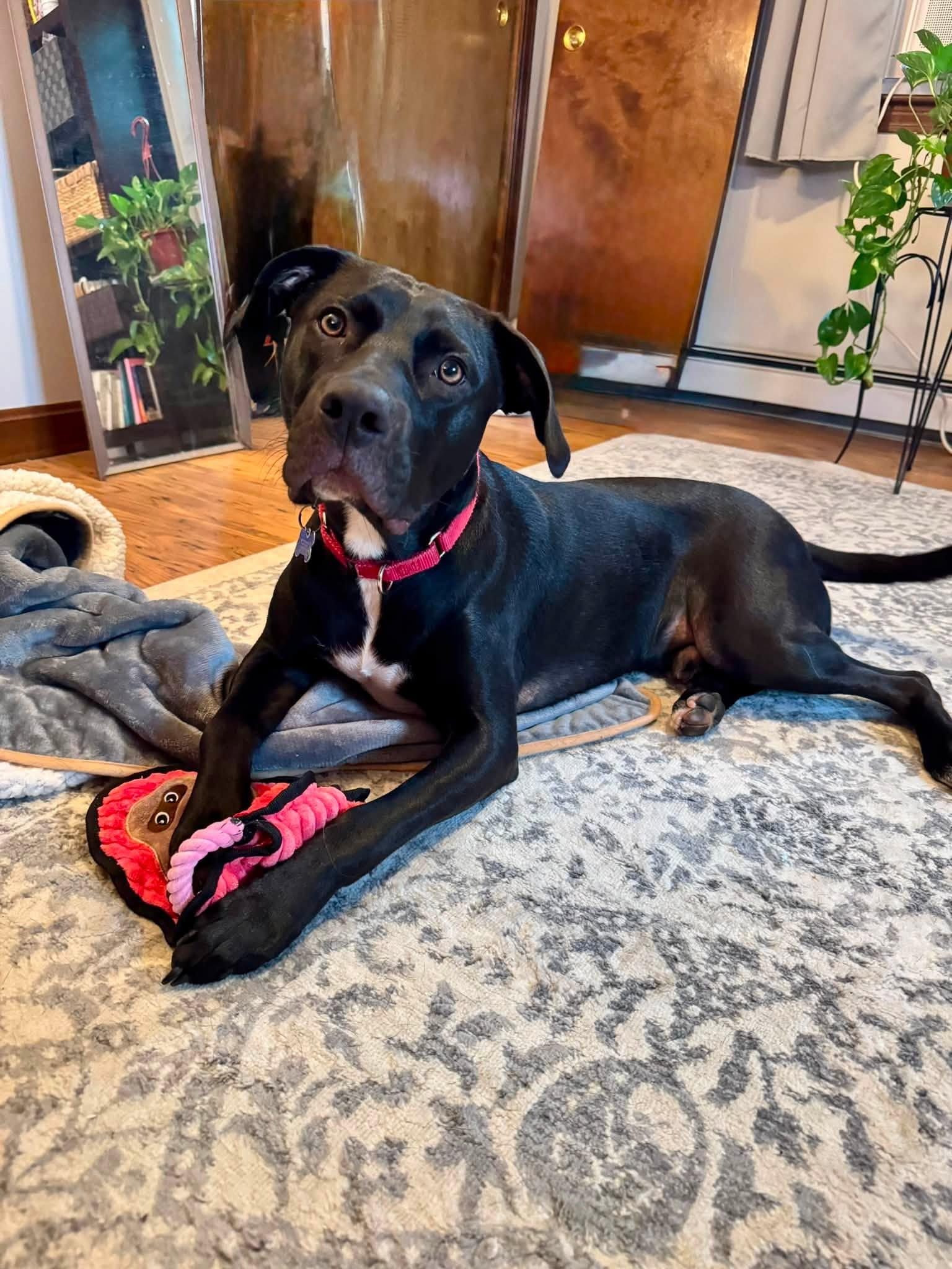 Enlarge Ender, a Adopted mixed breed in Chelmsford, MA image 5/6